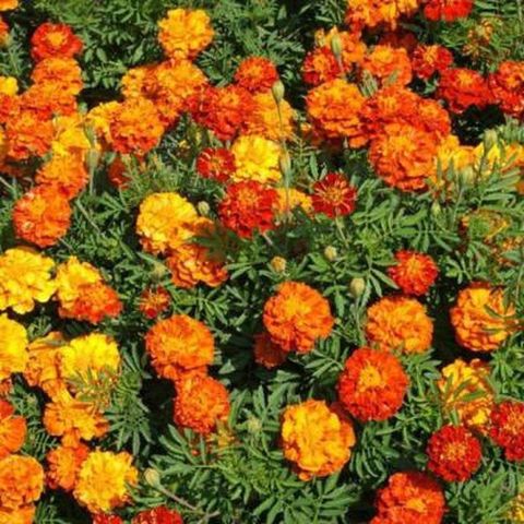 WILLVINE Marigold Jafri Flower Plant Seeds For Planting (1000