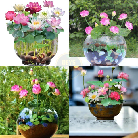 DEYS AGRO  japanese bonsai lotus seeds,lotus seeds hybrid flower Seed  Price in India - Buy DEYS AGRO  japanese bonsai lotus seeds,lotus seeds  hybrid flower Seed online at Flipkart.com