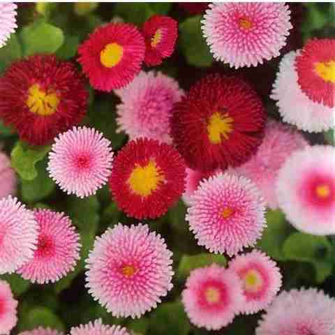 レクレヴ エレクトリックデイジー Flipkart SmartBuy Exotic Daisy Flower Mix Seed Price in India