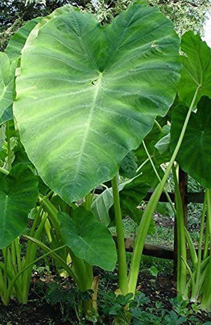 KANAYA Taro Root/Arbi Bulbs Seed Price in India - Buy KANAYA Taro