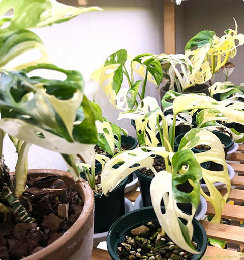 makoyana plant Calathea Makoyana – Peacock Plant