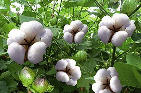wequality Cotton plant seeds/Cotton seed 6 Seed Price in India - Buy  wequality Cotton plant seeds/Cotton seed 6 Seed online at Flipkart.com