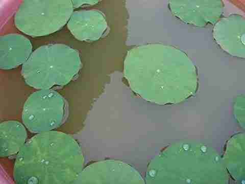 Purple Color Vlr VibeX ® VLR-260 Bowl Lotus/Water Lily Purple Color Seed Price in India ...
