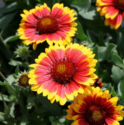 WATIKA Gaillardia 'Arizona Sun' Blanket Flower Seed