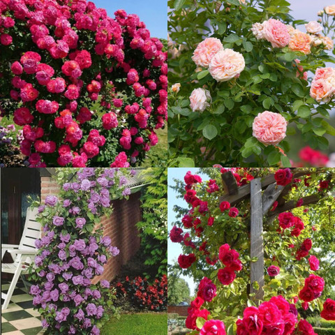 【のばら】 ibains Multi Colour Climbing Rose Seeds no of seeds 40 Seed Price