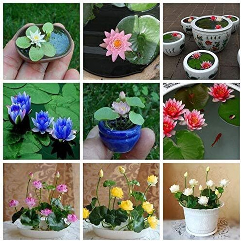 ACMS Mini Colorful Lotus Flower Planting Pond Bonsai Dwarf Water Bowl  Aquarium Seed Price in India - Buy ACMS Mini Colorful Lotus Flower Planting  Pond Bonsai Dwarf Water Bowl Aquarium Seed online