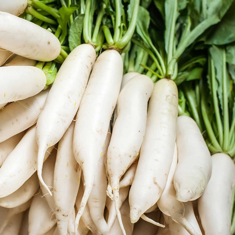 CYBEXIS LXI-5 - Japanese Daikon Radish - (250 Seeds) Seed Price in