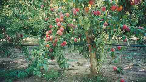 ACCELCROP Peach Dry Seed Price in India - Buy ACCELCROP Peach Dry