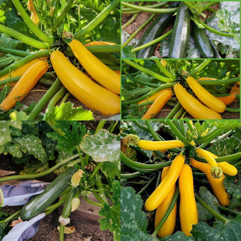 バジル　1206060 ibains Zucchini yellow seeds, Mix zukini vegetable hybrid pack of