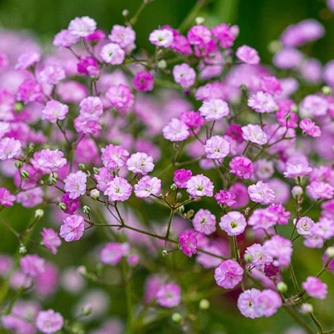 ジプソフィア gypsohila Garden Tee ピンク ACCELCROP Gypsophila Gypsy Deep Rose Flower Seed Price in India