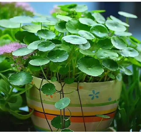 MAHAMAYA A TO Z Coin plant, Chinese money plant, Pilea peperomioides,  Friendship plant, Missionary plant Seed Price in India - Buy MAHAMAYA A TO  Z Coin plant, Chinese money plant, Pilea peperomioides,