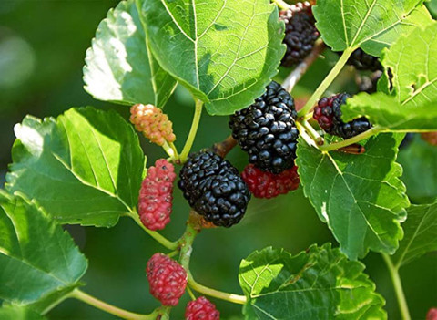 Kapebonavista Kapebonavista Morus alba Mulberry Mulberry Tuti Plant Seed