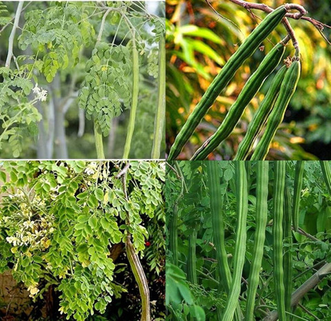 ibains Drumstick seeds for planting bij 40 Seed Price in India - Buy ibains Drumstick  seeds for planting bij 40 Seed online at Flipkart.com