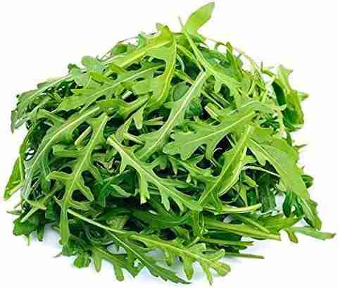 500-vmr-185-roquette-lettuce-