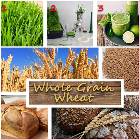 WILLVINE Pusa Tejas Hi - 8759 Wheat Seeds For Farming Or