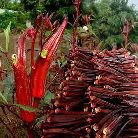 KANAYA Red Ladies Finger, Bhindi-Okra Seed Price in India - Buy