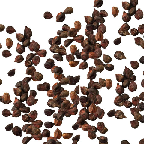 CYBEXIS Orchard - Grape Seeds100 Seeds Seed Price in India - Buy