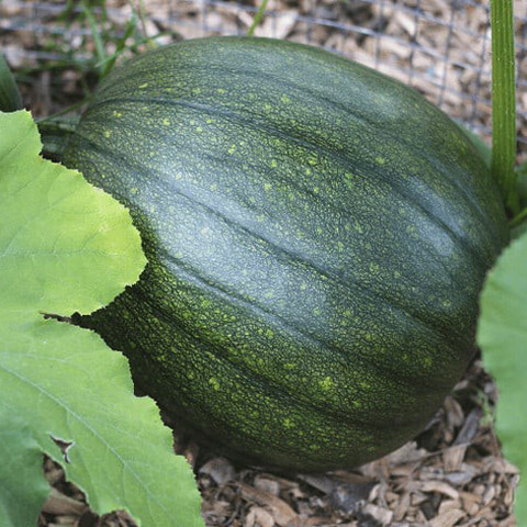 SREE pumpkin seed, hybrid pumpkin, kumro Seed Price in India - Buy