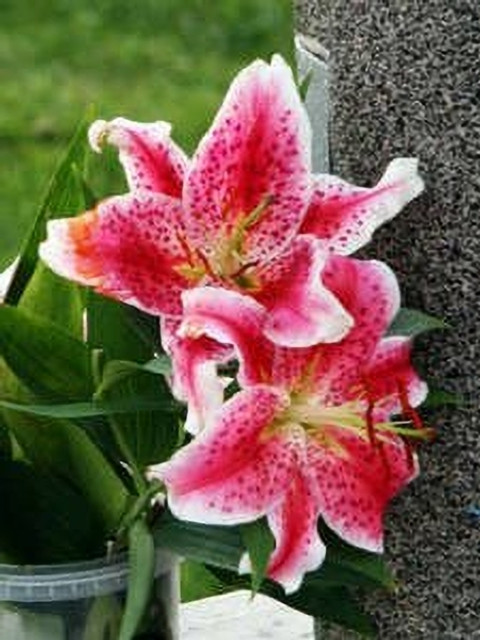 DIVINE ®VG-India Pink Tiger Lily Flower Bloom 20+ Seeds Pack-LL