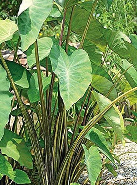 KANAYA Taro Root/Arbi Bulbs Seed Price in India - Buy KANAYA Taro Root/Arbi  Bulbs Seed online at Flipkart.com