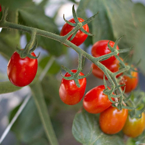 CYBEXIS F56Red Cherry Tomatoes Seeds-250 Seeds Seed Price in India