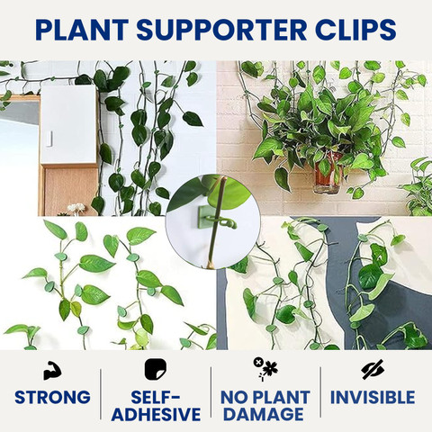 Garden Genie Plant Climbing Wall Clips, Self-Adhesive Money Plant Support  Plant Straightener Plant Straightener Price in India - Buy Garden Genie  Plant Climbing Wall Clips, Self-Adhesive Money Plant Support Plant  Straightener Plant