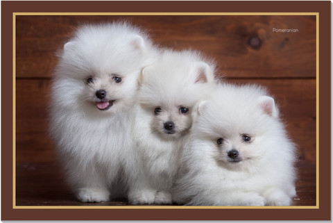 Pomeranian Baby American Eskimo Dog Pomeranian Puppy Dog