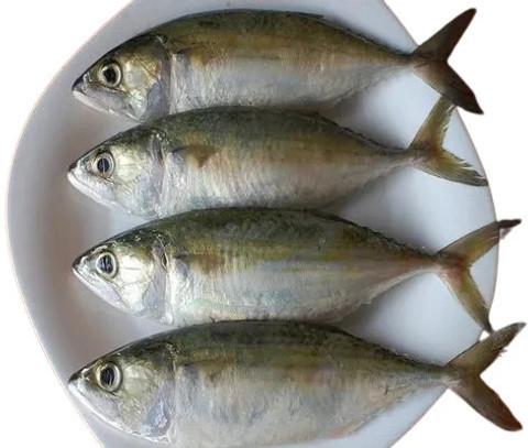 zmz Dry Fish Dry Mackerel, Aiyla Meen, Bangda, Kembung, Salted