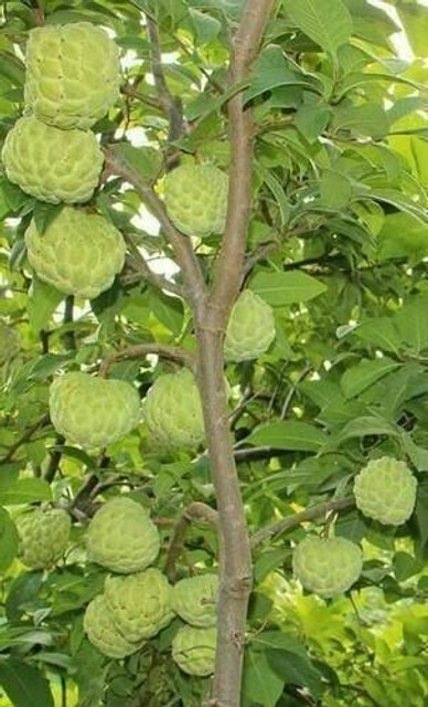 Click to buy Custard Apple Plant Price in India - Buy Click to buy Custard  Apple Plant online at Flipkart.com