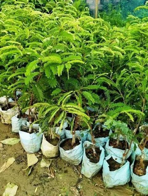 the green dotcom Tamarind Plant Price in India - Buy the green dotcom Tamarind  Plant online at Flipkart.com