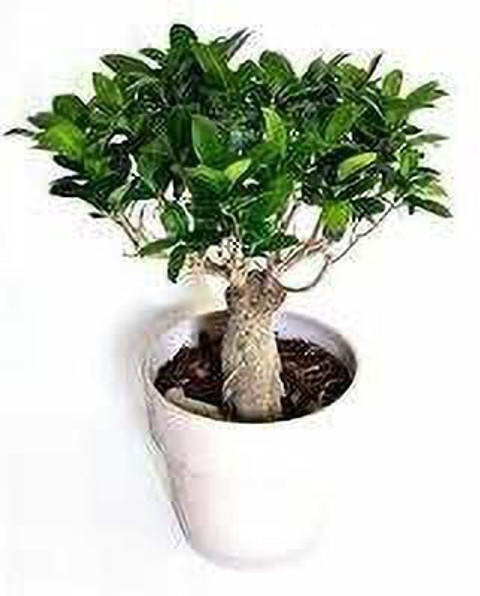Bakuchi Ficus Bonsai Plant Price in India - Buy Bakuchi Ficus Bonsai Plant  online at Flipkart.com