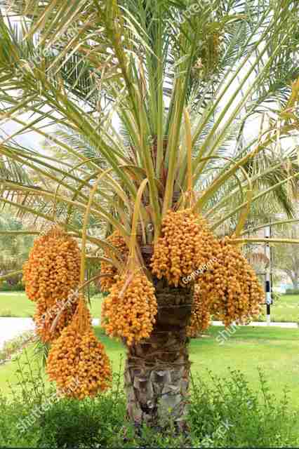 GreenyOn ZZ Plant Price in India - Buy GreenyOn ZZ Plant online at
