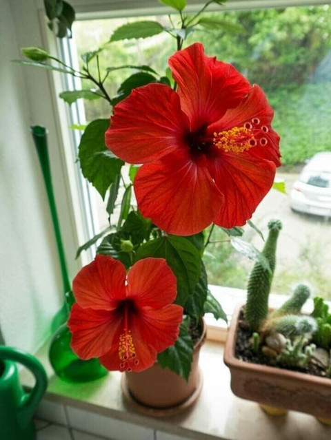 S SIKDER STORE Hibiscus Plant Price in India - Buy S SIKDER STORE