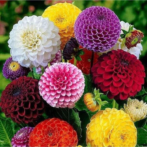 Double Dahlia Flower Plant