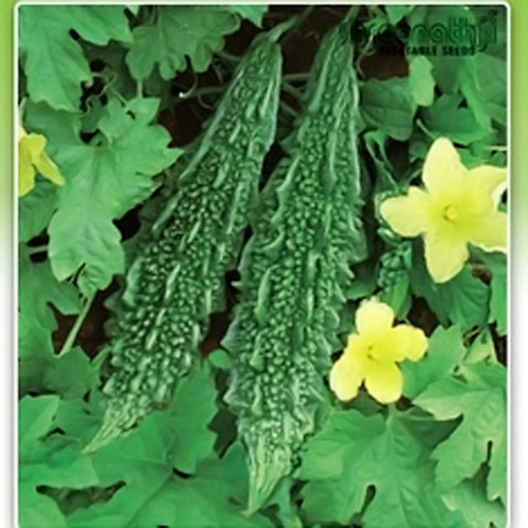SeeGreen Bitter Gourd, Karela, Korola_37 Seed