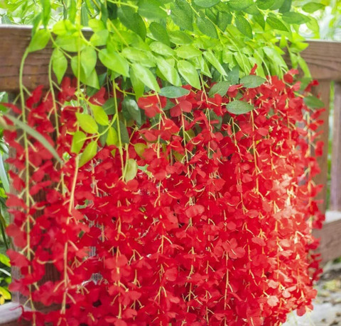 Tarash Luxe orange wisteria pack of 6 Orange Westeria Artificial Flower  Price in India - Buy Tarash Luxe orange wisteria pack of 6 Orange Westeria  Artificial Flower online at Flipkart.com