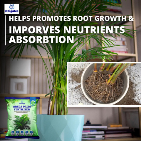 Nelgates Areca Palm Fertilizer Eco-Friendly Plant Food for Healthy Indoor  Growth Fertilizer Price in India - Buy Nelgates Areca Palm Fertilizer  Eco-Friendly Plant Food for Healthy Indoor Growth Fertilizer online at  Flipkart.com
