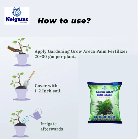 dracaena tall plant Song of India, Dracaena Reflexa Dragon Tree