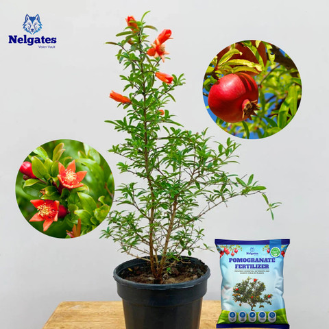 Nelgates pomegranate plant fertilizer for home gardening Fertilizer Price  in India - Buy Nelgates pomegranate plant fertilizer for home gardening  Fertilizer online at Flipkart.com