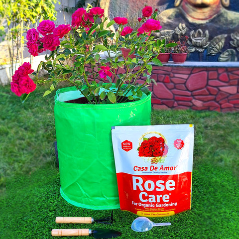 camellia potted plant WARM HEARTED Pink camellia
