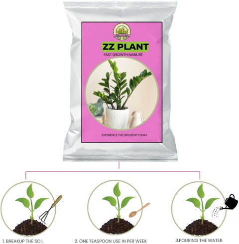 aglaonema 10 karat Buy Aglaonema 10 Karat Plant – ChhajedGarden.com main image 1