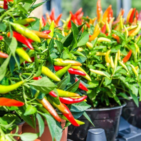 Home Garden Chilli Food Essential Organic Fertilizer For Chilli Plant  Fertilizer Price in India - Buy Home Garden Chilli Food Essential Organic  Fertilizer For Chilli Plant Fertilizer online at Flipkart.com