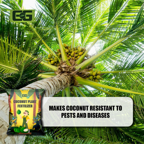 elamgreen Organic Fertilizer for Coconut Trees Strong Roots & Healthy Leaves  Fertilizer Price in India - Buy elamgreen Organic Fertilizer for Coconut  Trees Strong Roots & Healthy Leaves Fertilizer online at Flipkart.com