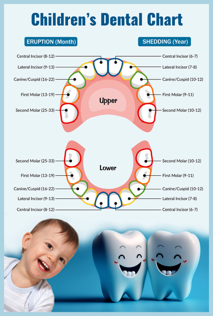 ShubhFly 48 cm Baby Children Teeth Chart Poster Teeth Anatomy for