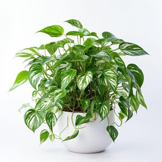 Cloud Farm Philodendron Plant (Hybrid, Pack of 2) - Image 7