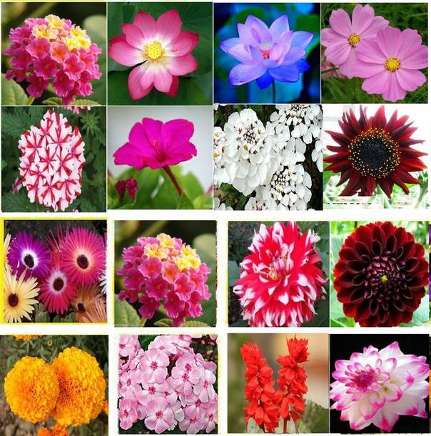 Variety House Winter 16 Types Combo Flower Seed