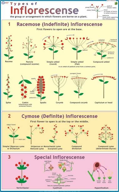 Inflorescence Chart Paper Print