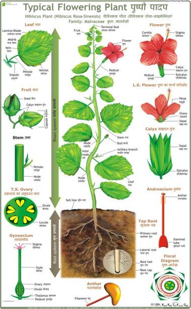 Typical Flowering Plant Chart Paper Print