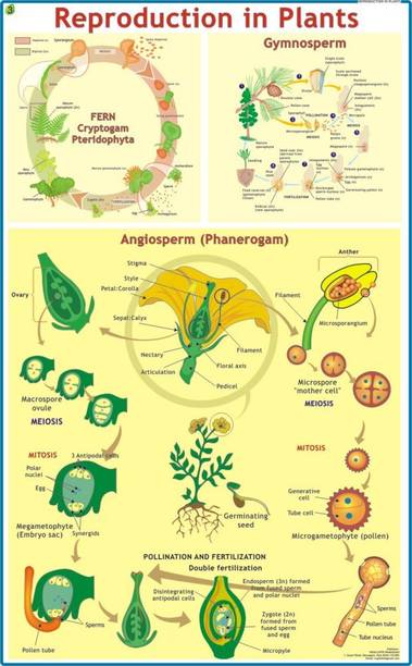 Reproduction in Plants Chart Paper Print