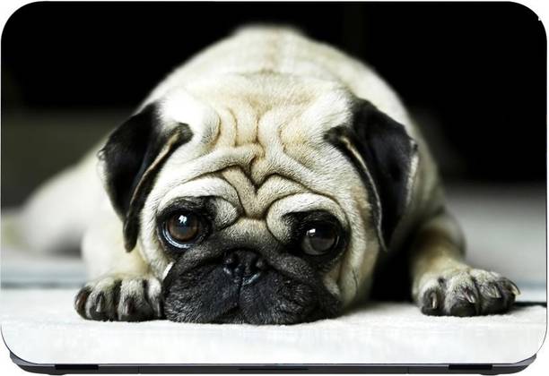 Flipkart SmartBuy Pug imported vinyl woith lamination Laptop Skin Compatible for 15.6 inch